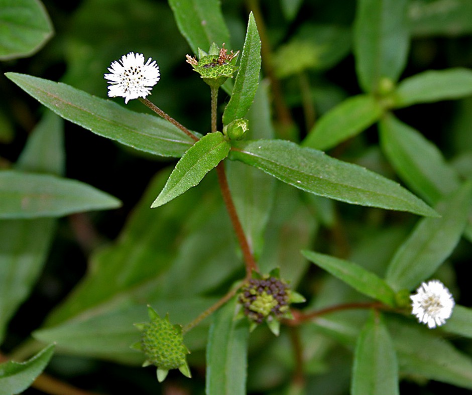 Erva Botão (Eclipta Prostrata/Eclipta Alba)