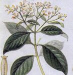 Catálogo de Plantas Medicinais