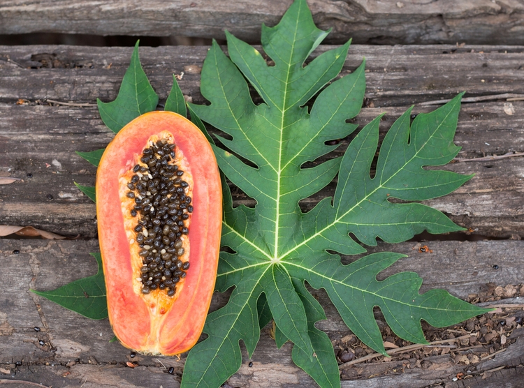 Folha de Mamão (carica papaya)