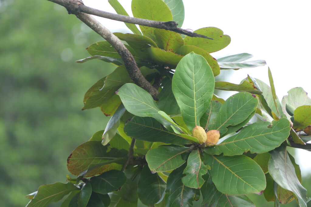 Chapéu de Sol ou Sete Copas (Terminalia catappa) - Catálogo de Plantas ...