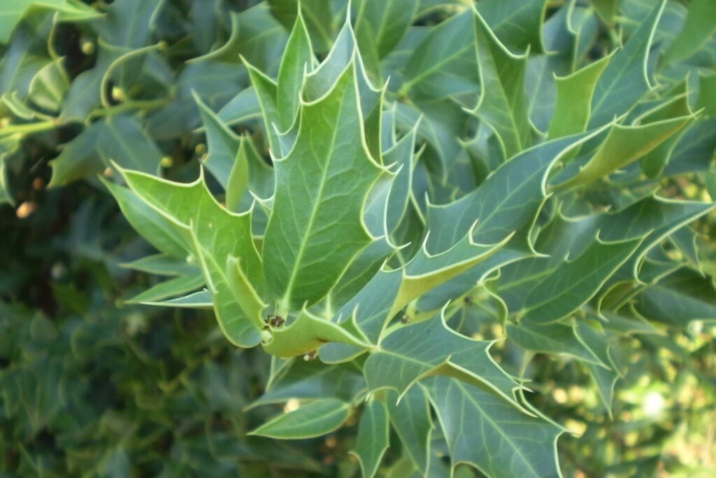 Espinheira Santa (Maytenus ilicifolia)