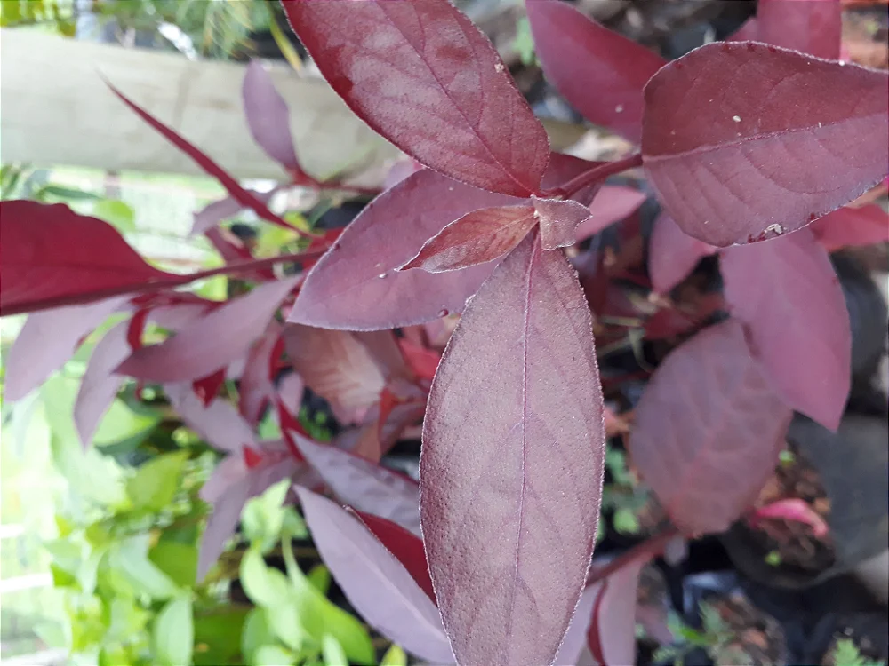 Terramicina (planta) (Alternanthera brasiliana/tenella)